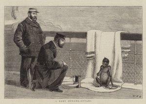 Egy bébi Ourang-Outang